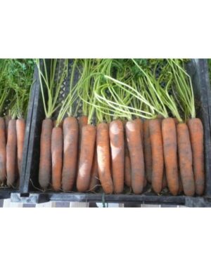 ΚΑΡΟΤΟ NAPOLI F1 ΦΑΚ 100.000 ΣΠΟΡΟΙ