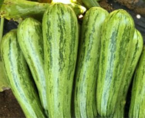 ΚΟΛΟΚΥΘΙ BENGAL Φ.250 ΣΠ