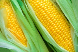 ΚΑΛΑΜΠΟΚΙ TASTY SWEET F1 φακ. 50 SEEDS