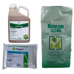 ΜΥΚΗΤΟΚΤΟΝΑ