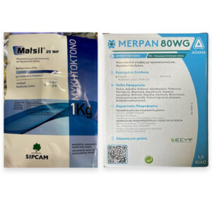 ΡΙΖΟΠΟΤΙΣΜΑ